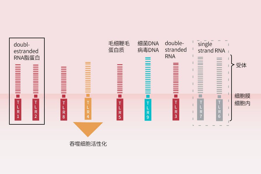 泛菌糖脂质是什么？