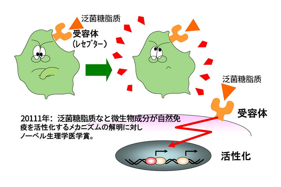 泛菌糖脂质是什么？